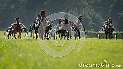 Horse trotting race Editorial Stock Photo