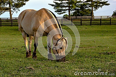 Horse wearing a grazing muzzle Stock Photo