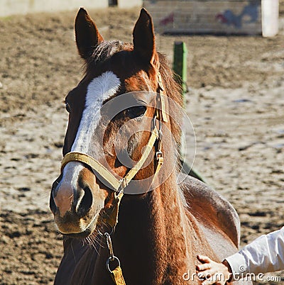 horse with a white blaze on his head is in the sand with the hand of man on the side Stock Photo