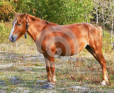 horse with a white blaze on his head are standing on a grass on a background of trees Stock Photo