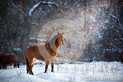 Horse on winter snow Stock Photo