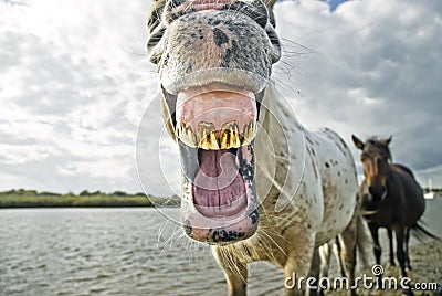 Horse yawning Stock Photo