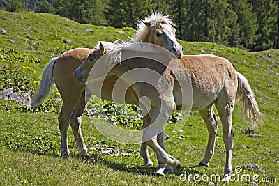 Horse youngster Stock Photo