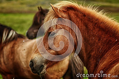 Horse Stock Photo