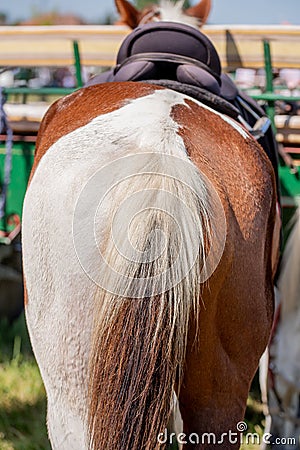 Horseback. Bottoms of horse with special brown and grey colors Stock Photo