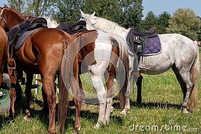 Horseback. Rear View of Three horses Stock Photo