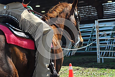 Horseback riding Stock Photo