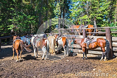 Horseback Riding Stock Photo