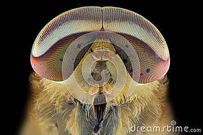 Horseflies extreme closeup , macro photography Stock Photo