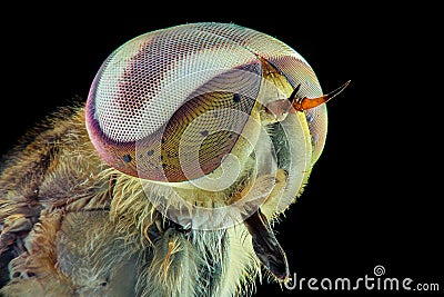 Horseflies extreme closeup , macro photography Stock Photo