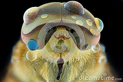 Horseflies extreme closeup , macro photography Stock Photo