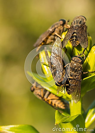 Horseflies Stock Photo