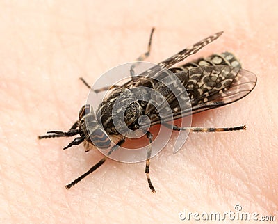 Horsefly bloodsucking Stock Photo