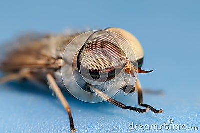 Horsefly Portrait on a Blue Background Stock Photo