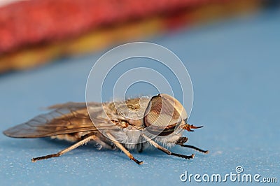 Horsefly Portrait on a Blue Background Stock Photo