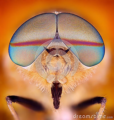 Horsefly taken with microscope objective Stock Photo