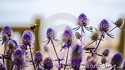 Bumbellbee at work, Virginia Beach, USA Stock Photo