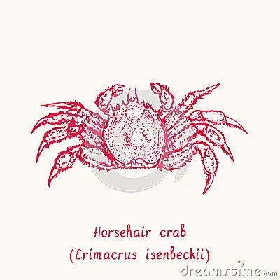 Horsehair crab Erimacrus isenbeckii top view. Ink black and white doodle drawing in woodcut style Vector Illustration