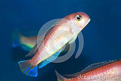 Horsehead tilefish Stock Photo