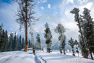 Horseman and horse pony walking on valley, Visiting Baisaran Tourist Point in Pahalgam Stock Photo