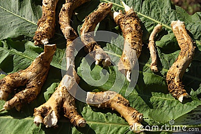 Horseradish roots and green horseradish leaves are flat top view. medical plant Stock Photo
