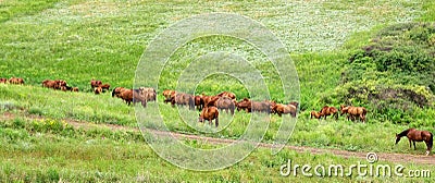Nature field summer green landscape meadow farm grass pasture animal horse horses rural beautiful brown ranch stallion outdoor Stock Photo