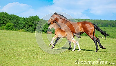Horses Stock Photo