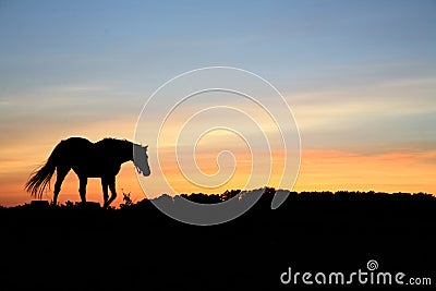 Horses Stock Photo