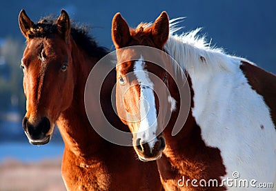 Horses Stock Photo