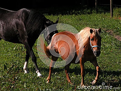 Horses Stock Photo