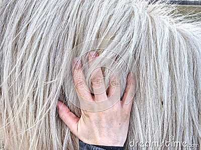 Horses acclimated to cold winter temperatures Stock Photo