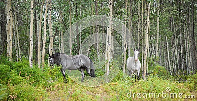 Horses in Aspen Stock Photo