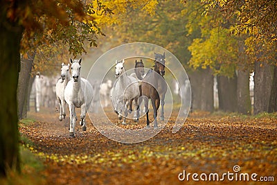 Horses in autumn Stock Photo