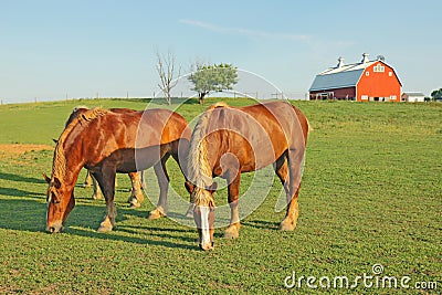 Horses and a barn Stock Photo