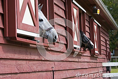 Horses in a Barn Stock Photo