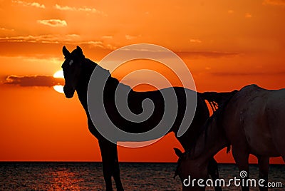 Horses on Beach Stock Photo