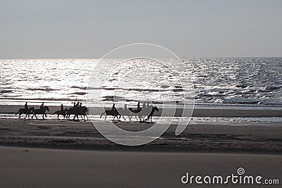 Horses beach Stock Photo