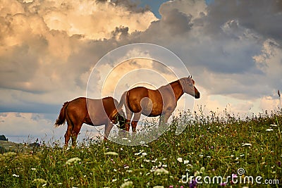 Horses is on beautiful pasture in a mountains, summer landscape, bright cloudy sky and sunlight, wildflowers, brown toned Stock Photo