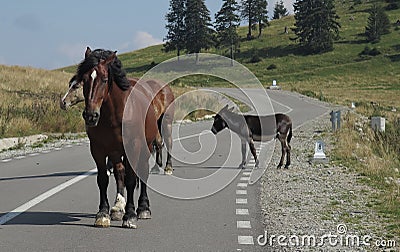 Horses in Bihor carst mountains in Apuseni in Romania Stock Photo