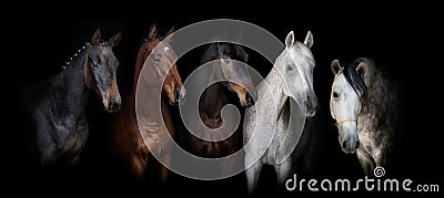 Horses on black Stock Photo