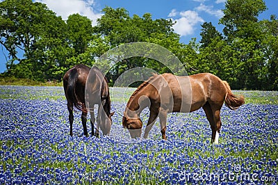 Horses in bluebonnet pasture Stock Photo