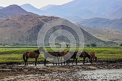 Horses came to drink and graze in the Mongolian steppe Stock Photo