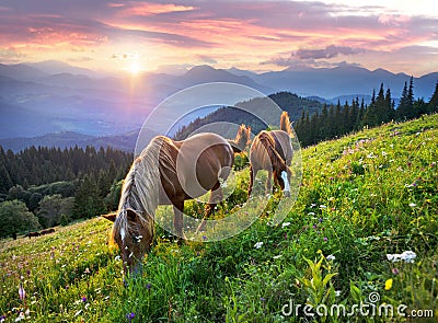 Horses in the Carpathians Stock Photo