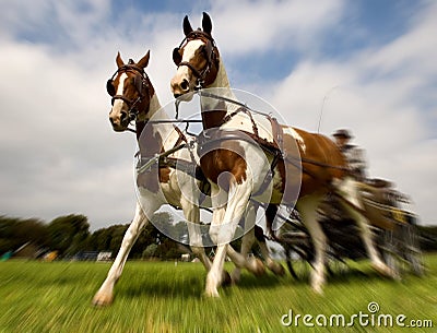 Horses with Carriage Stock Photo