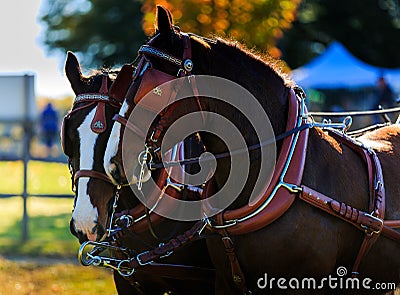 Horses at carriage show with blinders on Editorial Stock Photo