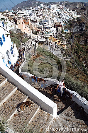 Horses carrying stuff from Santorini Harbor to Fira Town Editorial Stock Photo