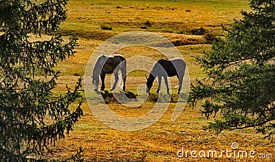 Horses in the contour light Stock Photo