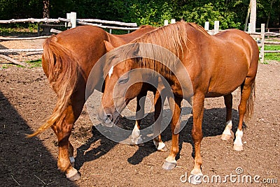 Horses in a corral Stock Photo
