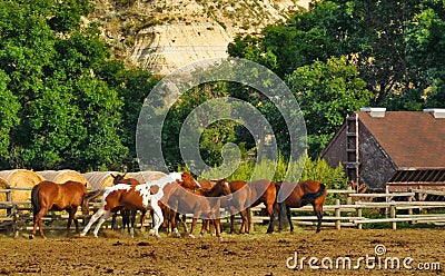 Horses in Corral Stock Photo