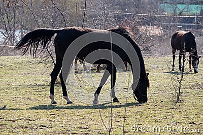 Horses in a corral nibbling grass on a sunny day Stock Photo